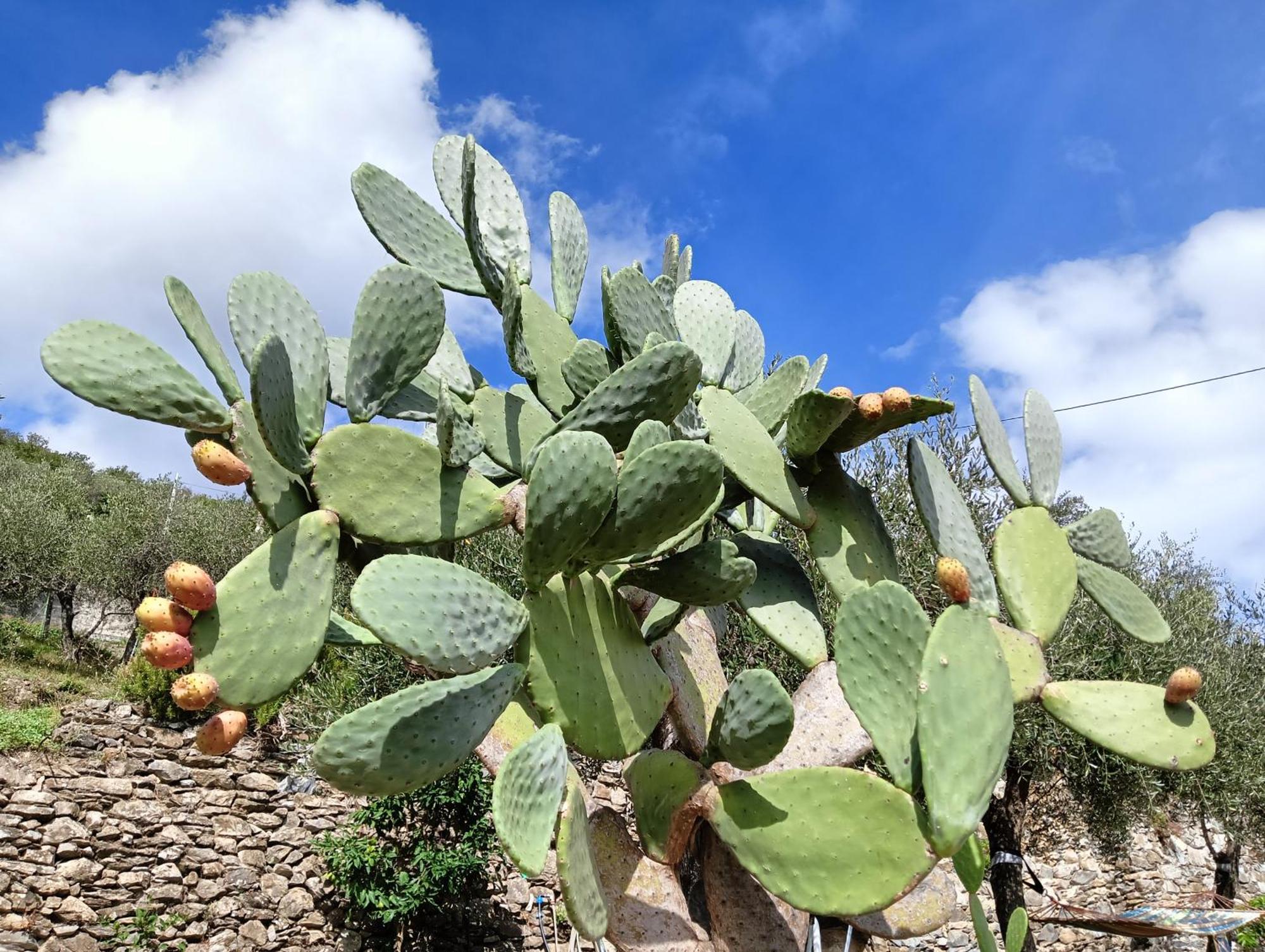 הוילה קיאברי Le Drupe מראה חיצוני תמונה